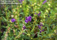 Scutellaria extract.jpg